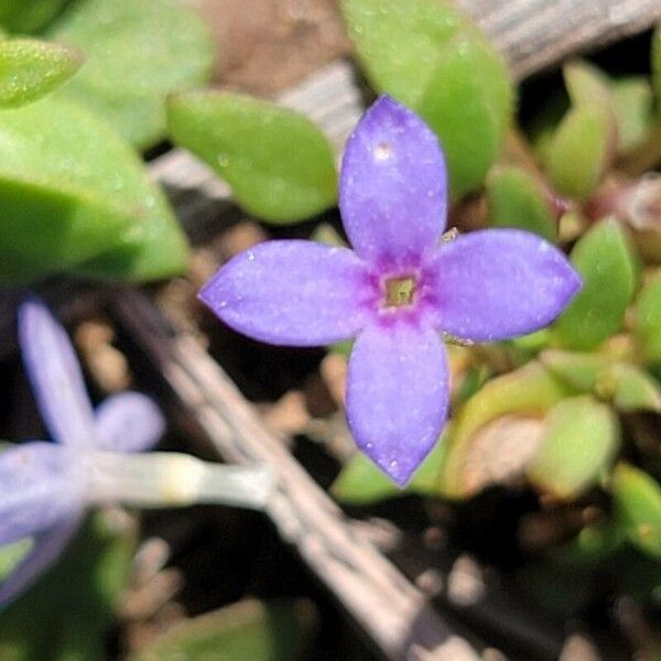 Houstonia pusilla Flower