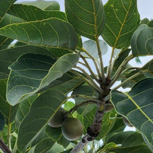 Terminalia bellirica Fruit