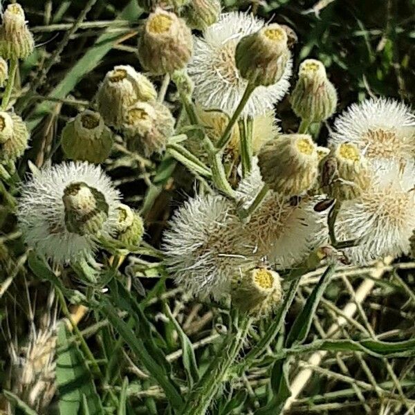 Erigeron bonariensis Fruitua