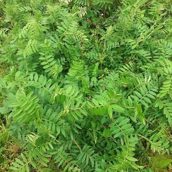 Astragalus atropilosulus Leaf