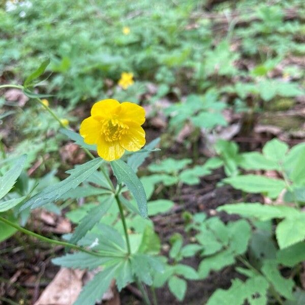 Ranunculus cassubicus Flower