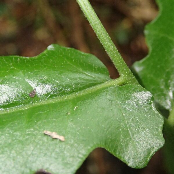 Blotiella currorii Blad