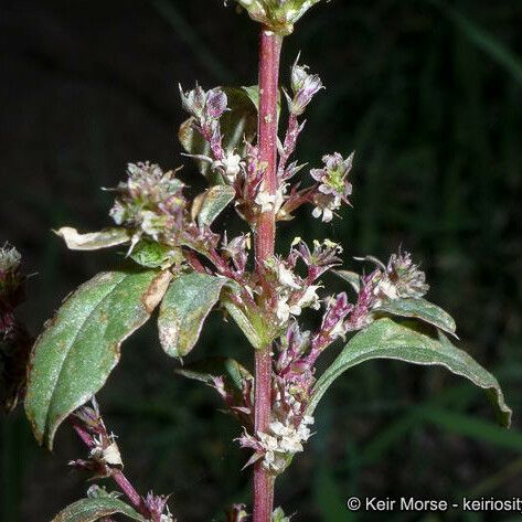 Amaranthus torreyi Blodyn