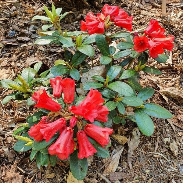 Rhododendron haematodes Vekstform