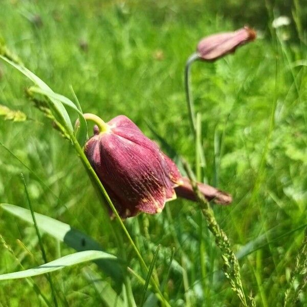 Fritillaria pyrenaica फूल