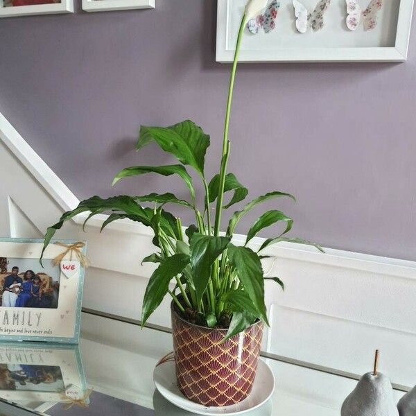 Spathiphyllum floribundum Kwiat