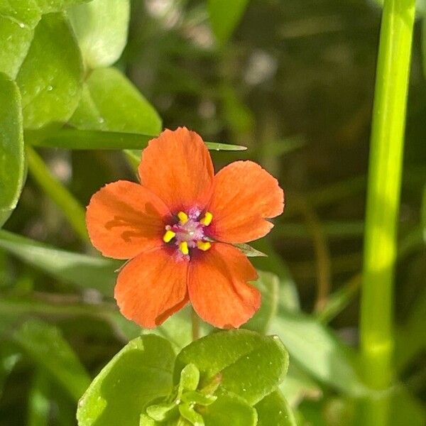 Lysimachia arvensis Flower