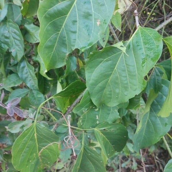 Stereospermum kunthianum Leaf