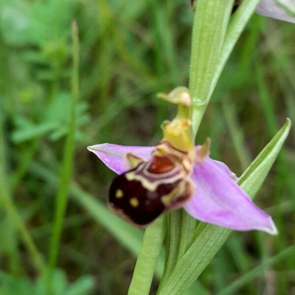 Ophrys apifera Květ