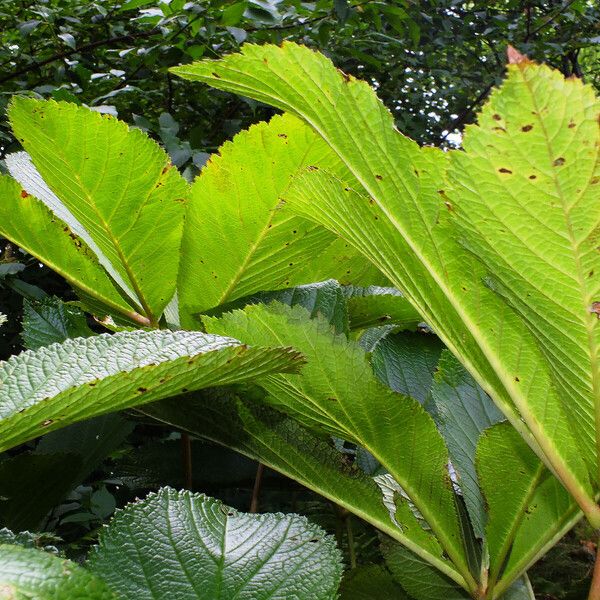 Rodgersia aesculifolia Leaf