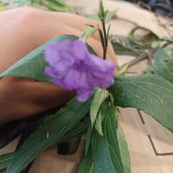 Ruellia simplex Çiçek