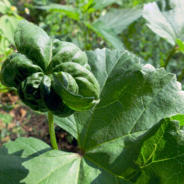 Malva verticillata 葉