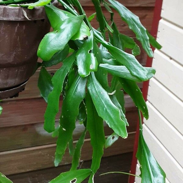 Epiphyllum phyllanthus Folio