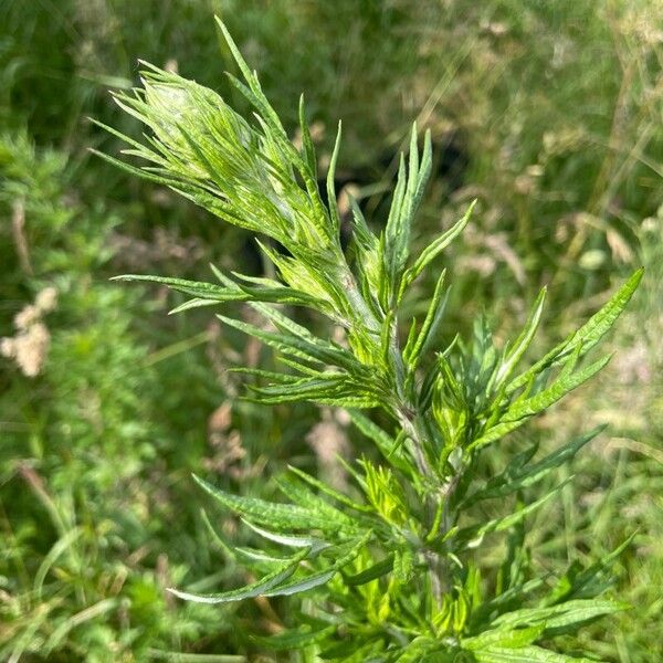 Artemisia vulgaris Blad