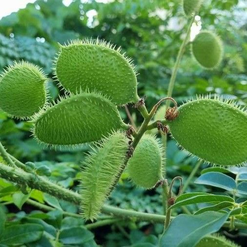 Caesalpinia bonduc Fruit