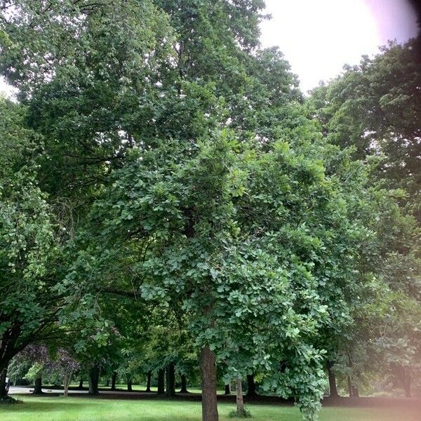 Quercus coccinea Агульны выгляд