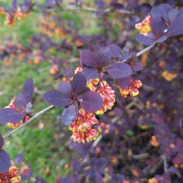 Berberis thunbergii Levél