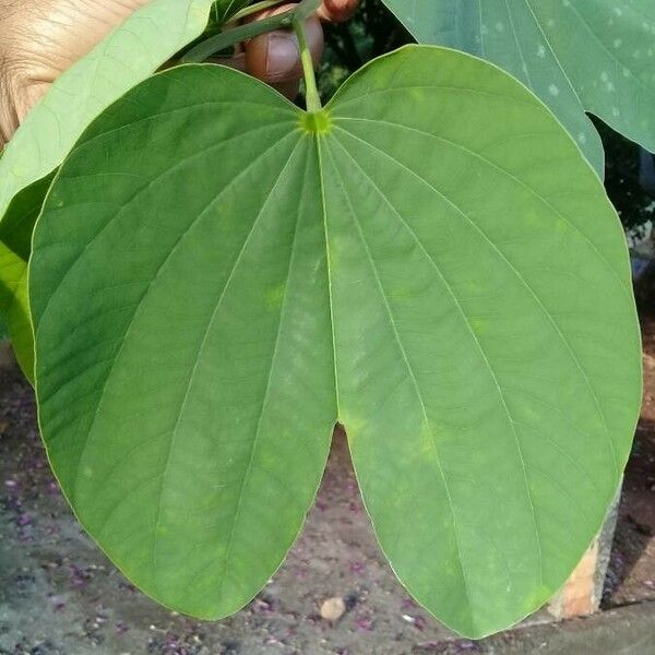 Bauhinia variegata Leaf