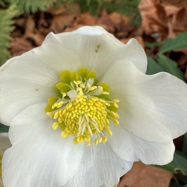 Helleborus niger 花