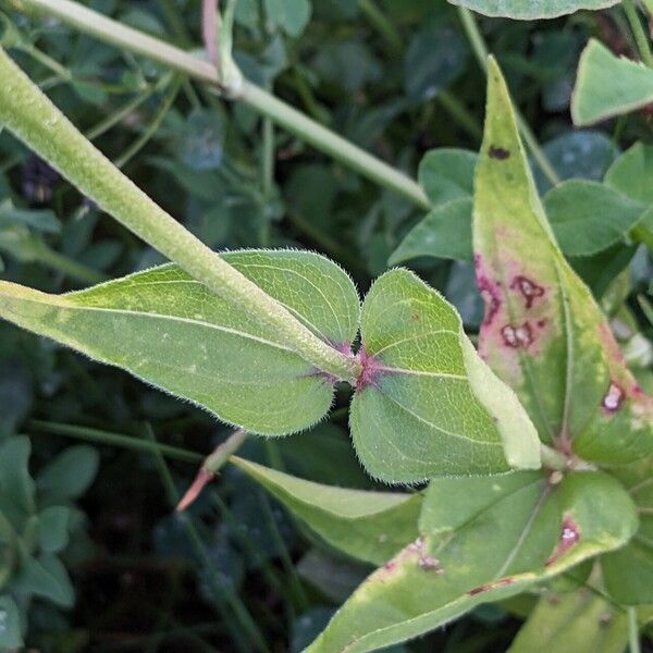 Zinnia elegans Hoja