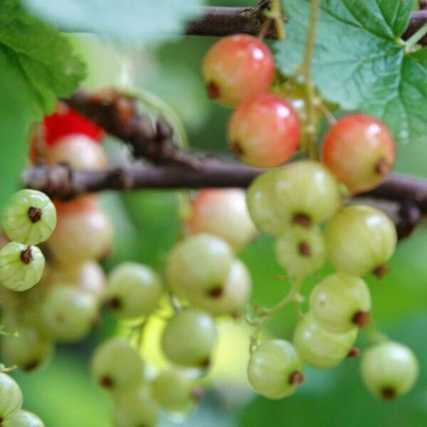 Ribes rubrum Habit