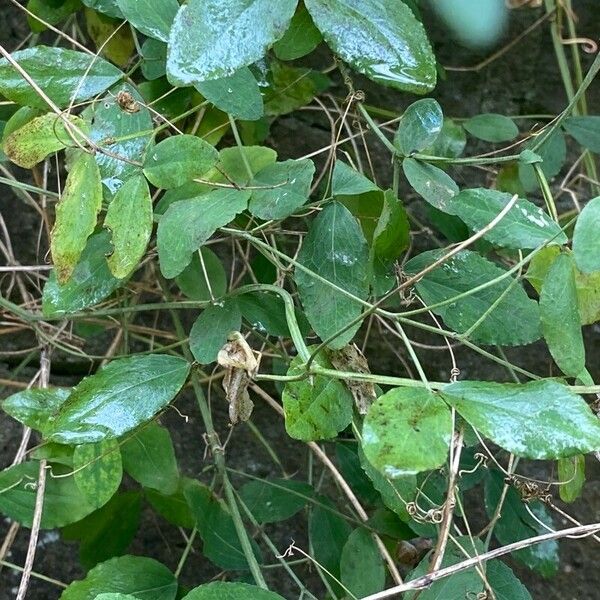 Vicia dumetorum Habit