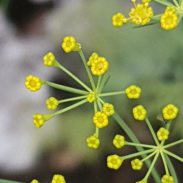 Anethum graveolens Blomst