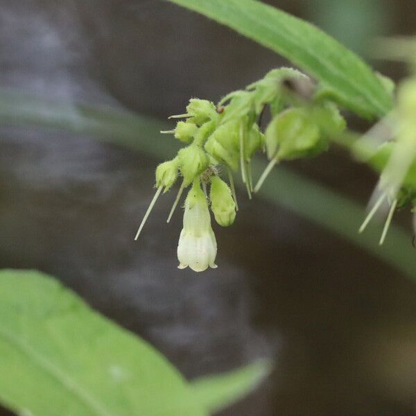 Symphytum officinale Flower