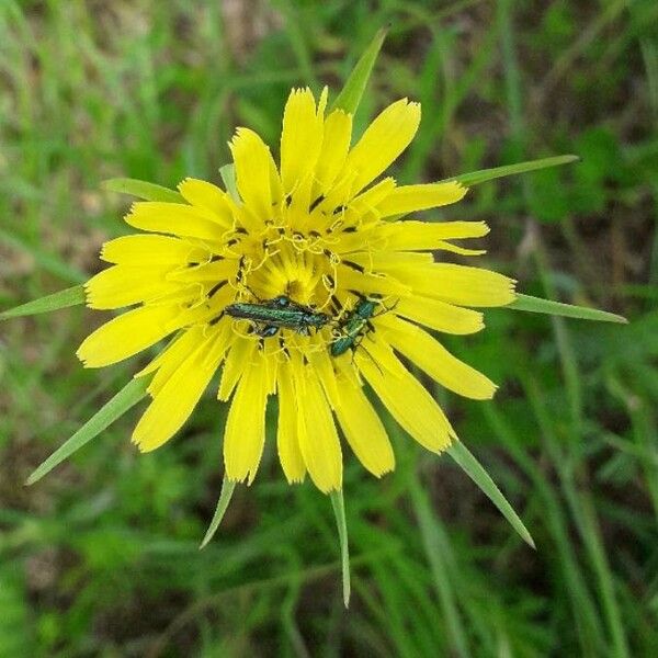 Tragopogon dubius Квітка