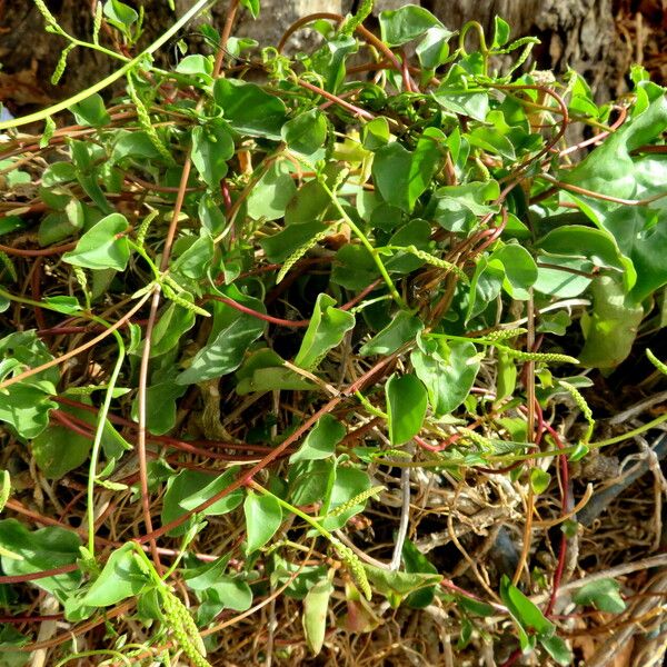 Anredera cordifolia Hábito