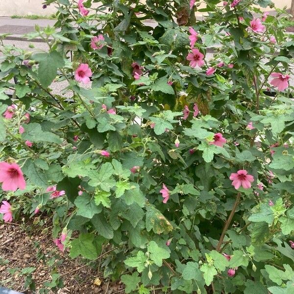 Anisodontea capensis Annet