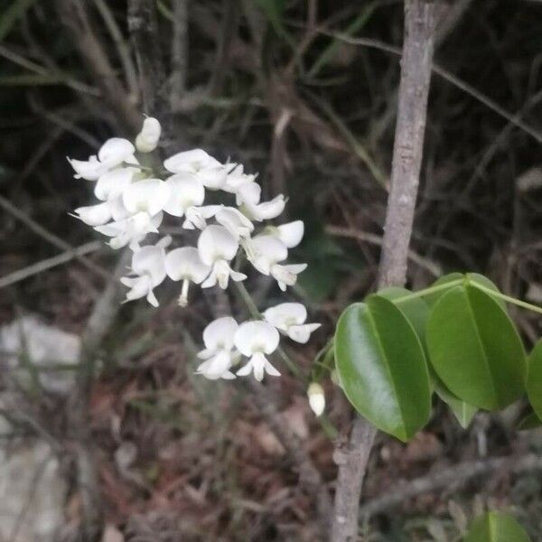 Derris trifoliata Цветок