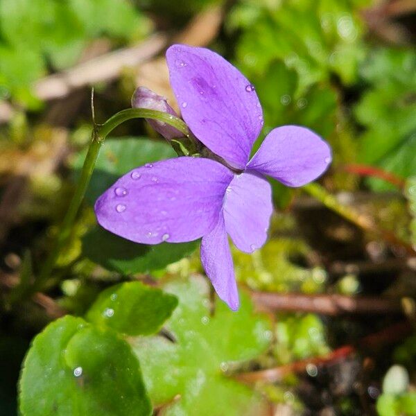 Viola reichenbachiana Flower