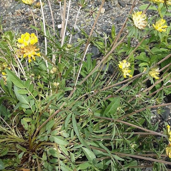 Anthyllis vulneraria Hàbitat