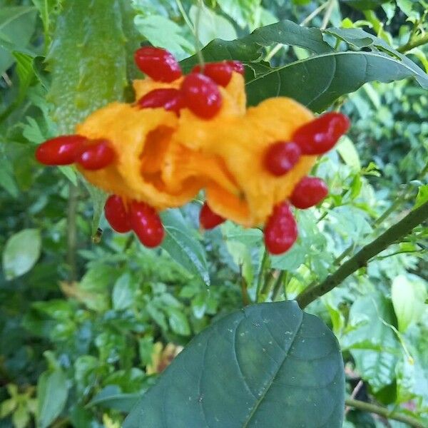 Momordica charantia Fruit