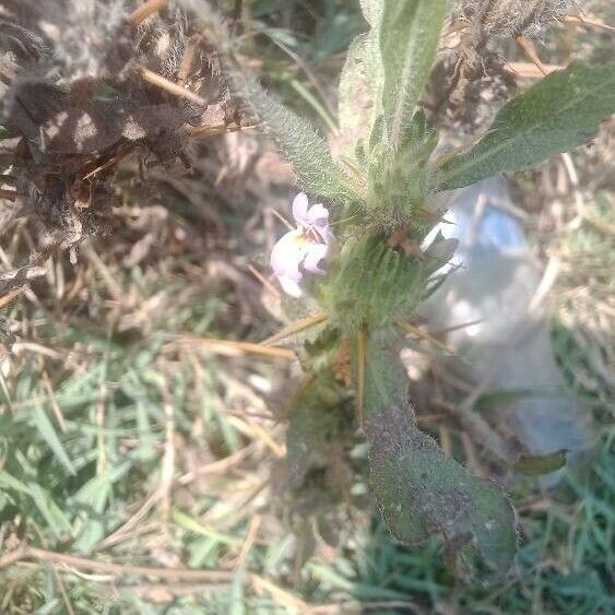 Hygrophila auriculata Blüte