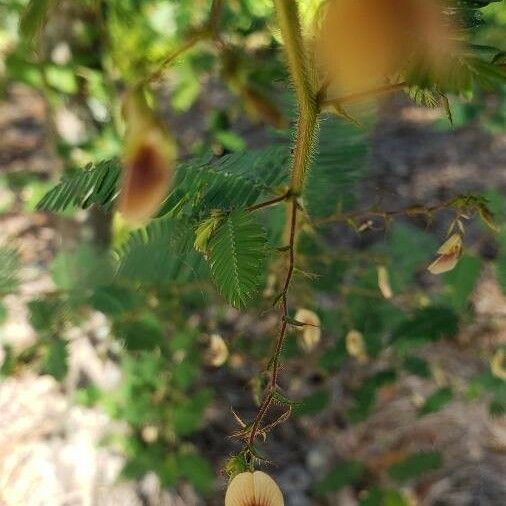 Aeschynomene americana Flower