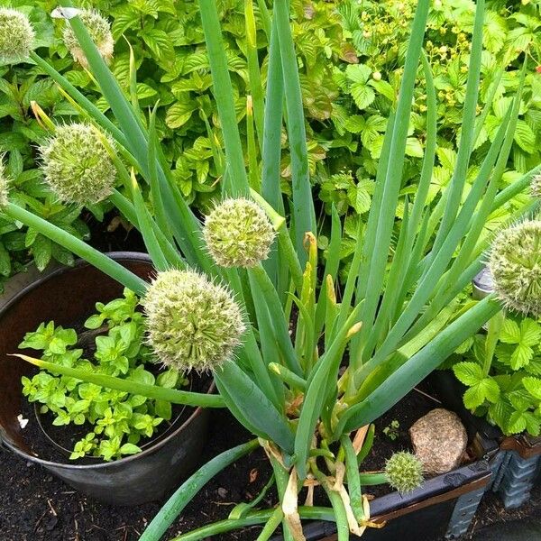 Allium fistulosum برگ