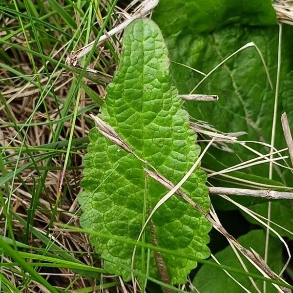 Verbascum phoeniceum पत्ता