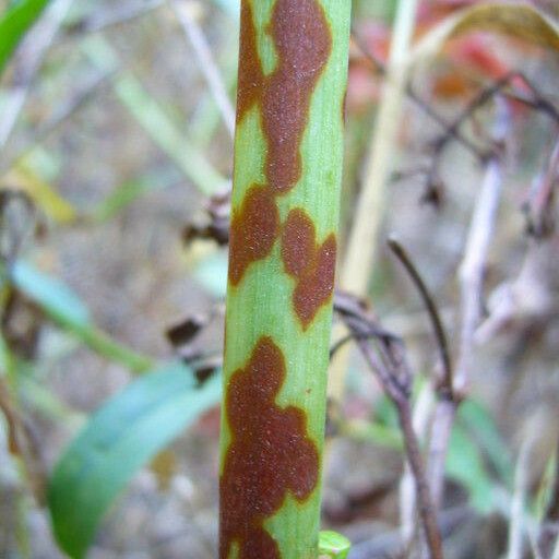 Rumex salicifolius Ŝelo