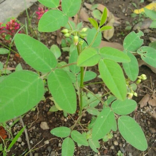 Oxalis barrelieri Leaf