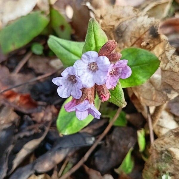 Pulmonaria obscura Blomma