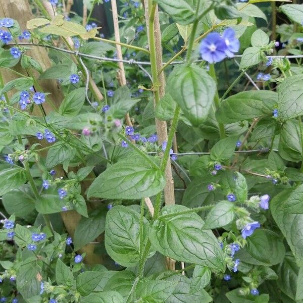 Pentaglottis sempervirens Цветок