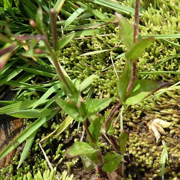 Epilobium palustre Levél