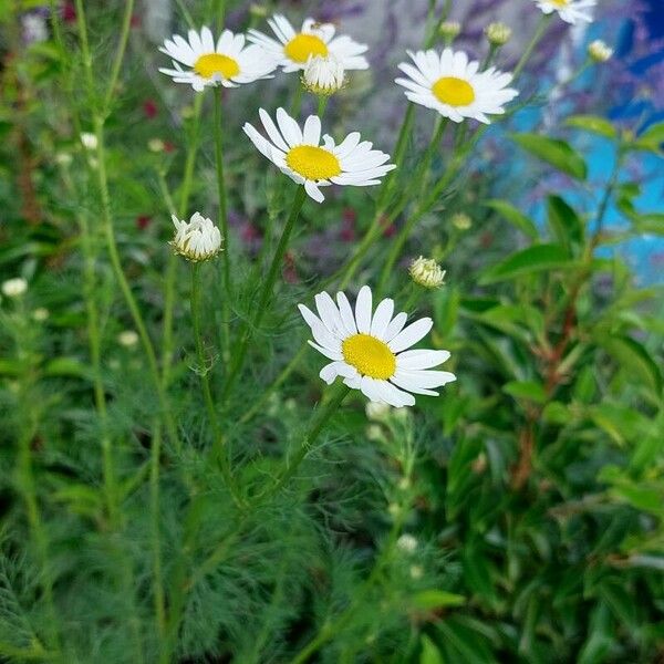 Tripleurospermum inodorum Flower