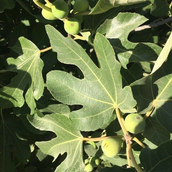 Ficus carica Hoja