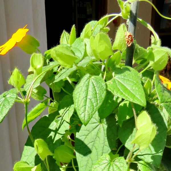 Thunbergia alata Ліст