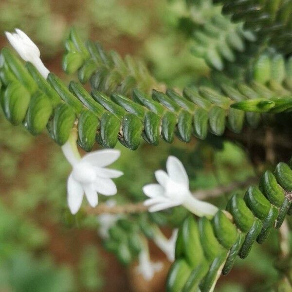 Angraecum distichum Flower