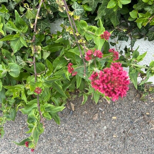 Valeriana lecoqii Blatt