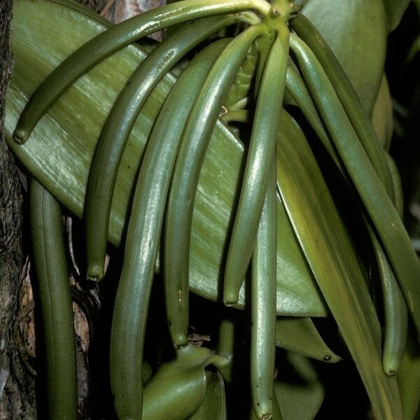 Vanilla planifolia Плод